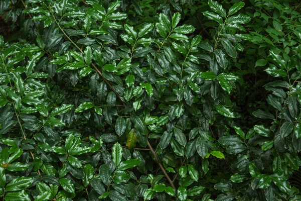 Detailní Pohled Přírodu Zelených Listů Pozadí Plochá Temná Představa Přírody — Stock fotografie