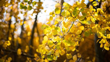 Sarı ağaçlar ve güneşli güzel sonbahar manzarası. Parkta renkli yapraklar var. Düşen yapraklar doğal arkaplan. Sonbahar güneşinin parlak ışınlarında sarı bir yaprağın yakın çekimi.