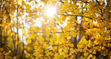 Sonbahar mevsiminde sarı yapraklar ve arkadan gelen sıcak güneş ışığı. Bulanık arka planda sonbahar parkı. Güzel doğa sahnesi. Sarı ağaçlar ve güneşli sonbahar manzarası. Renkli yeşillik.