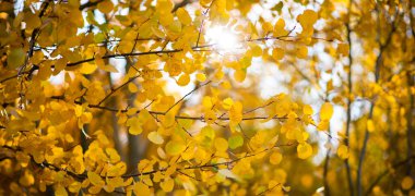 Sarı yapraklar, batan güneşten gelen canlı yapraklar. Bir parkta altın sonbahar sahnesi, yapraklarla, ağaçların arasından parlayan güneş..