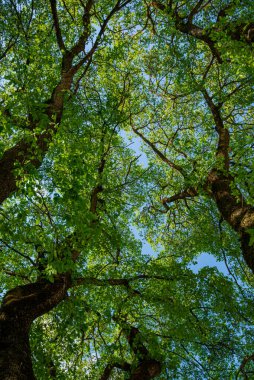 Mavi gökyüzü yeşil ağaçların arasından bir ormandaki uzun ve yaşlı ağaçların tepelerine. Ormandaki panorama, aşağıdan ağaçların tepelerine kadar taze yeşil yapraklarla..