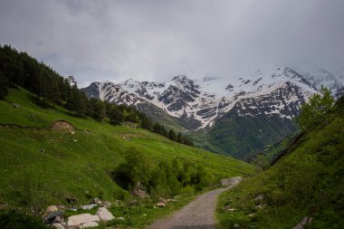 Dağların parlak manzarası. Uzakta karlı tepeler var. Yeşil çimenler ve köknar ağaçlarıyla kaplı dik kayalık bir dağ..