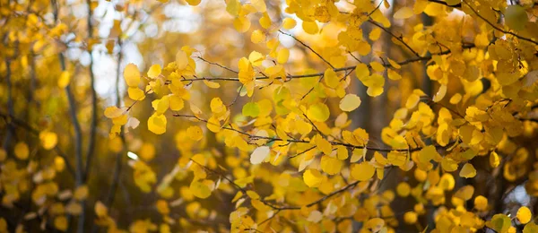 Sonbahar mevsiminde sarı yapraklar ve arkadan gelen sıcak güneş ışığı. Bulanık arka planda sonbahar parkı. Güzel doğa sahnesi. Sarı ağaçlar ve güneşli sonbahar manzarası. Renkli yeşillik.