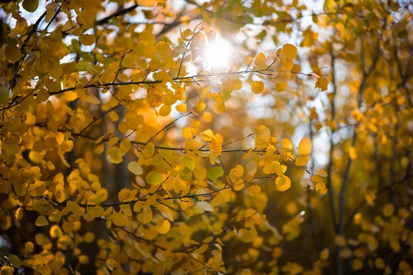 Sarı yapraklar, batan güneşten gelen canlı yapraklar. Bir parkta altın sonbahar sahnesi, yapraklarla, ağaçların arasından parlayan güneş..