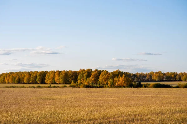 Paisagem Outono Natureza Altai Campos Infinitos Incríveis Com Árvores Outono — Fotografia de Stock