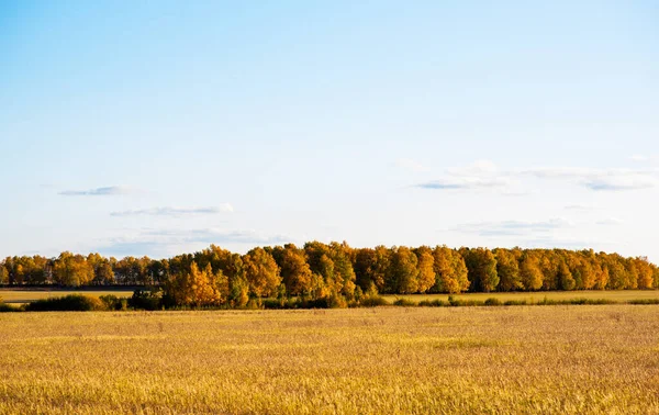 Altai doğasının sonbahar manzarası. Sonbahar ağaçları ile inanılmaz sonsuz tarlalar. Altai 'deki vadi. Gezegendeki yeni güzel yerlerin keşfi, seyahat, uzun yolculuklar..