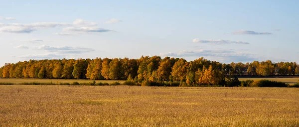 Altai doğasının sonbahar manzarası. Sonbahar ağaçları ile inanılmaz sonsuz tarlalar. Altai 'deki Uymon Vadisi. Gezegendeki yeni güzel yerlerin keşfi, seyahat, uzun yolculuklar..