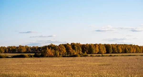 Podzimní Krajina Přírody Altai Úžasná Nekonečná Pole Podzimními Stromy Údolí — Stock fotografie