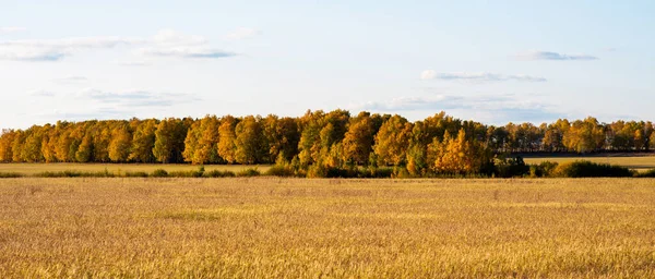 Altai doğasının sonbahar manzarası. Sonbahar ağaçları ile inanılmaz sonsuz tarlalar. Altai 'deki Uymon Vadisi. Gezegendeki yeni güzel yerlerin keşfi, seyahat, uzun yolculuklar..