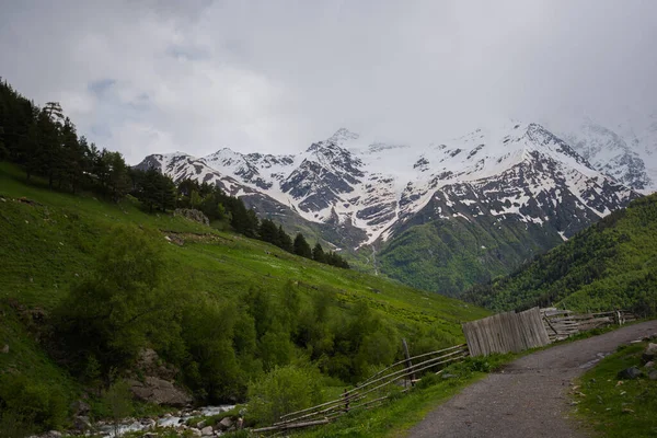 Dağların parlak manzarası. Uzakta karlı tepeler var. Yeşil çimenler ve köknar ağaçlarıyla kaplı dik kayalık bir dağ..