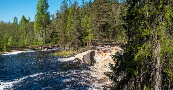 Karelia. - Rusya. Rusya 'nın kuzeydoğası vahşi doğada. Pines göl kıyısında. Rusya 'ya git. Çevre turizmi, seyahat ve güzel yerlerin keşfi.