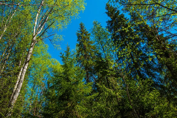 Céu Azul Através Dos Topos Árvores Verdes Grandes Árvores Velhas — Fotografia de Stock