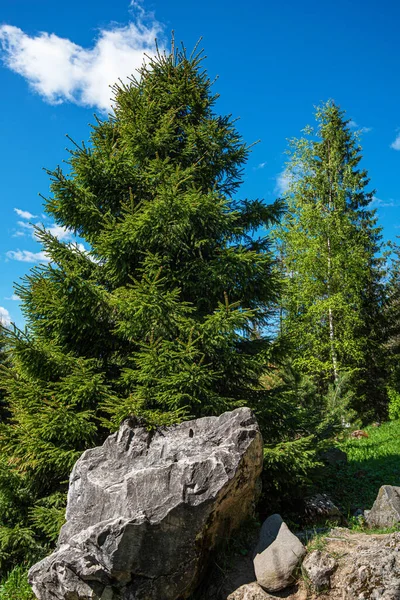 Naturaleza Septentrional Rusia Estado Salvaje Pinos Orilla Del Lago Ecoturismo — Foto de Stock