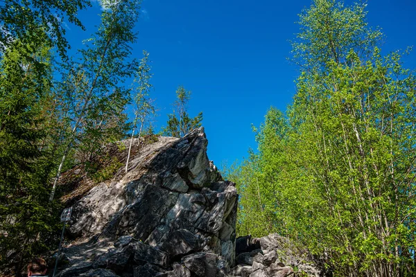 Vahşi doğada kuzey doğası. Pines göl kıyısında. Seyahat ve güzel yerlerin keşfi