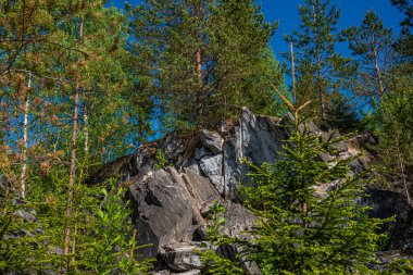 Vahşi doğada kuzey doğası. Pines göl kıyısında. Seyahat ve güzel yerlerin keşfi