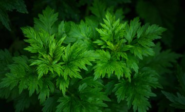 Eski model yeşil yapraklar. Yaprak dokusu, geniş yeşillik. Koyu yeşil arka plan..