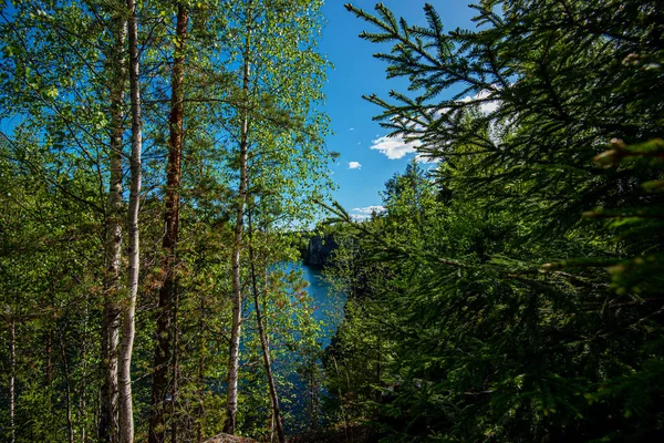 Natureza Norte Natureza Selvagem Pinhos Margem Lago Viagens Descoberta Lugares — Fotografia de Stock