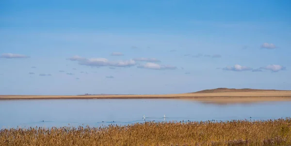 Piękny Jesienny Krajobraz Białymi Łabędziami Jeziorze Gdzieś Głębi Sawanny Jesienny — Zdjęcie stockowe