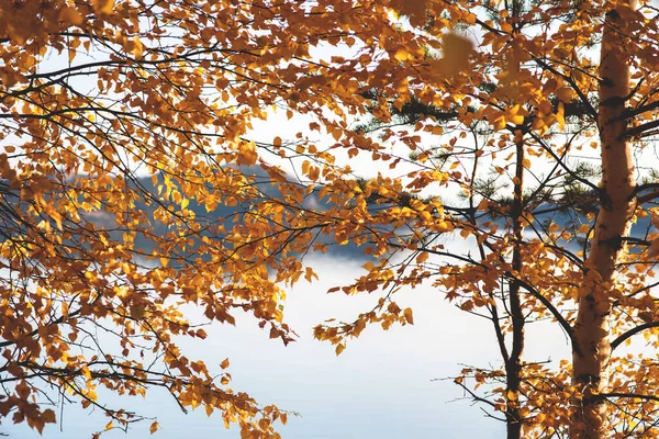 Folhagem Outono Brilhante Contra Pano Fundo Uma Paisagem Nebulosa Lago — Fotografia de Stock