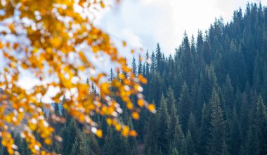 Seçici yumuşak odaklanma. Dağ yamacının arka planında parlak sarı yaprakları olan bulanık ağaç dalları. Sonbahar arkaplanı. Sonbahar kavramı, Eylül, Ekim.