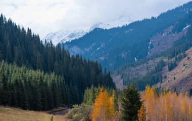 Kozalaklı ve yaprak döken ağaçlı sonbahar manzarası. Uzakta karla kaplı dağlar var. Güzel bulutlu ve gökyüzü olan kır yolu manzarası. Vahşi doğanın güzelliği.