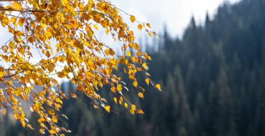 Seçici yumuşak odaklanma. Dağ yamacının arka planında parlak sarı yapraklı ağaç dalları ve köknar ağaçları. Sonbahar arkaplanı. Sonbahar kavramı, Eylül, Ekim.