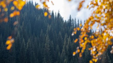Seçici yumuşak odaklanma. Dağ yamacının arka planında parlak sarı yaprakları olan bulanık ağaç dalları. Sonbahar arkaplanı. Sonbahar kavramı, Eylül, Ekim.