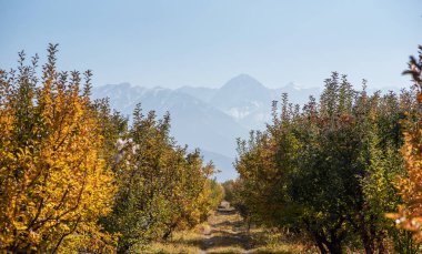 Bahçenin muhteşem sarı, kırmızı ve yeşil ağaçları sonbahar mevsiminde yaprak rengini değiştirir. Dağlara bakan bir sıra ağaç. Sonbahar güneşli sıra sıra ağaçlar, hasattan sonra renkli yapraklar..