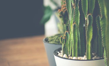 Tencerelerde çeşitli kaktüslerin toplanması. Büyük kaktüs ev bitkileri saksısı. Modern minimal ev iç tasarımı.