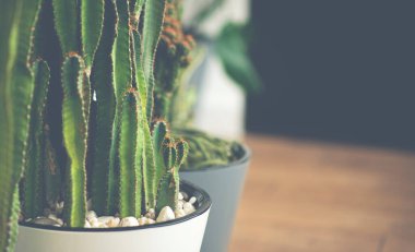 Tencerelerde çeşitli kaktüslerin toplanması. Büyük kaktüs ev bitkileri saksısı. Modern minimal ev iç tasarımı.