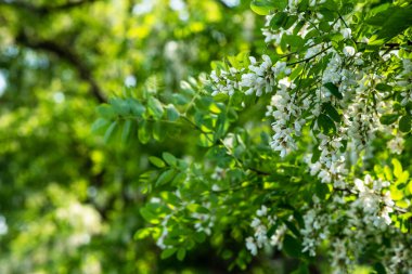 Akasya ağacı baharda çiçek açıyor. Yeşil arka planı olan çiçek dalları. Beyaz akasya çiçekleri, güneşli bir gün. Bol çiçeklenme var. Yumuşak kokulu bal için nektar kaynağı.