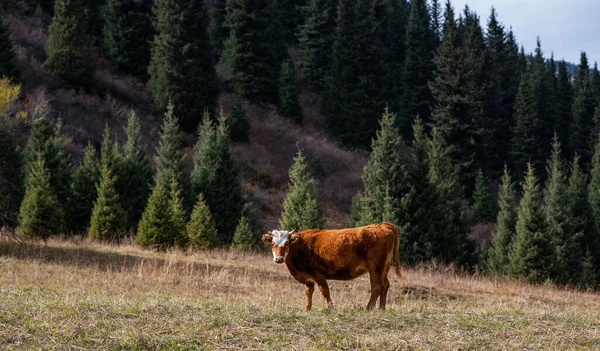 Paisagem Rural Outono Grazing Vacas Pasto Nas Montanhas Encosta Coberta — Fotografia de Stock