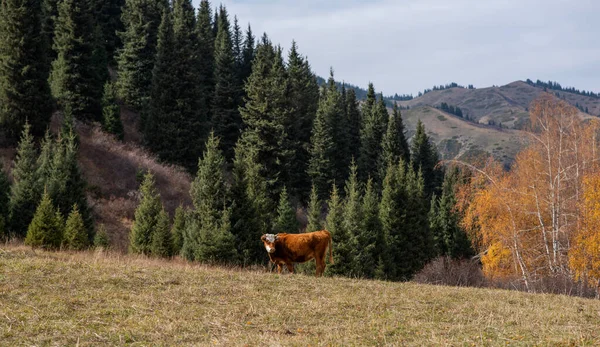 Autumn Rural Landscape Grazing Cows Pasture Mountains Slope Covered Christmas — Stock Photo, Image