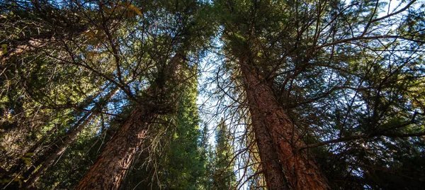 Tall old fir trees grow on a mountainside under a blue sky in the rays of sunlight. A fragment of a spruce forest with tall trees in the mountains.