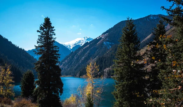 Vecchi Abeti Alti Crescono Una Montagna Sotto Cielo Azzurro Una — Foto Stock