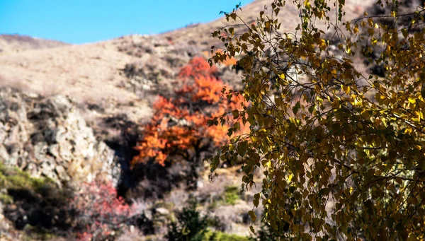 在野外为秋天的树叶画上图画和彩绘 黄叶和红叶树木 — 图库照片