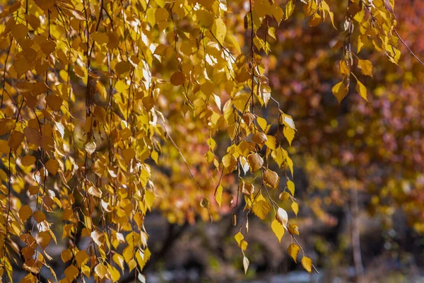 Prachtig Herfstlandschap Met Gele Bomen Zon Kleurrijk Blad Natuur Bladeren — Stockfoto