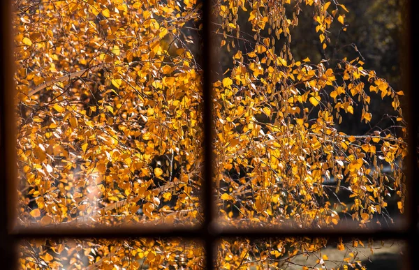 Piękny Jesienny Krajobraz Żółtymi Drzewami Słońcem Kolorowe Liście Naturze Liście — Zdjęcie stockowe