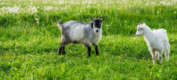 农场里的黑白山羊 山羊站在青草中间 春天里阳光灿烂 — 图库照片