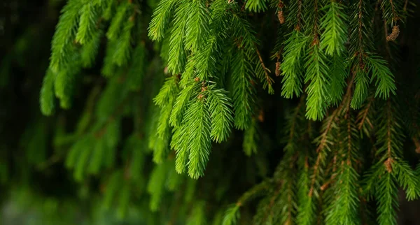 Spring Fir Tree Young Green Branch Green Forest Background Ecology — Stock Photo, Image