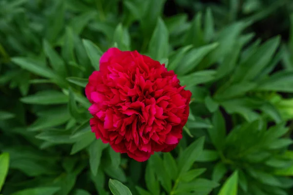 Red Peonies Flower Bloom Background Blurry Flower Garden — Stockfoto