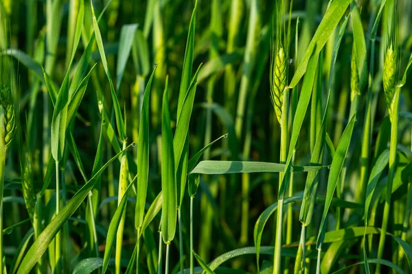 Campo Trigo Verde Día Soleado Las Espigas Trigo Acercan Hermoso —  Fotos de Stock