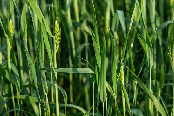 Campo Trigo Verde Día Soleado Las Espigas Trigo Acercan Hermoso —  Fotos de Stock