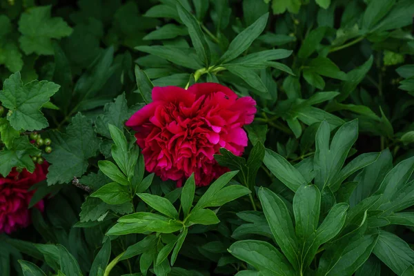 Red Peonies Flower Bloom Background Blurry Flower Garden — Stockfoto