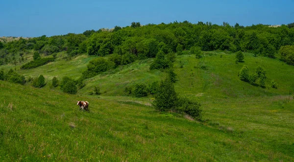 Krowy Pasące Się Łąkach Pod Błękitnym Niebem Białymi Chmurami — Zdjęcie stockowe