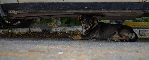 Pouliční Pes Ležící Pod Starým Autem Asfaltu — Stock fotografie