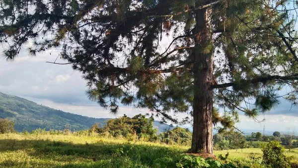 Doğanın Üzerinde Büyük Bir Çam Ağacı — Stok fotoğraf