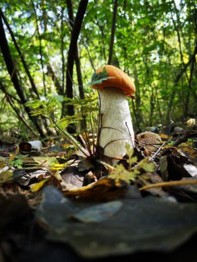 Yeşil bir ormanda yosunların arasında büyük bir mantar yetişir.