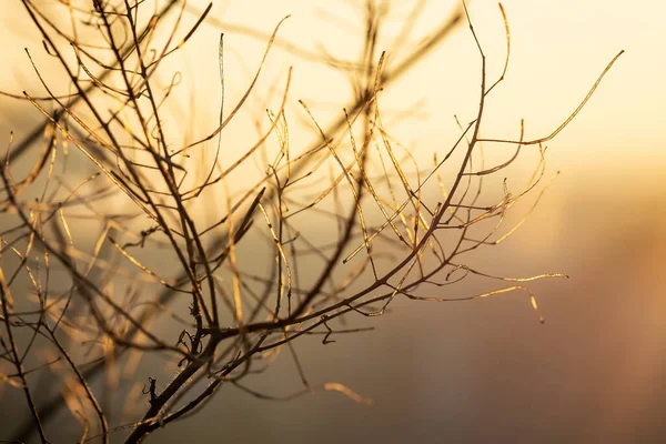 Bulanık arkaplanda gün batımında bitkiler