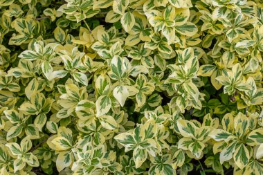 Yeşil ve açık sarı yapraklar